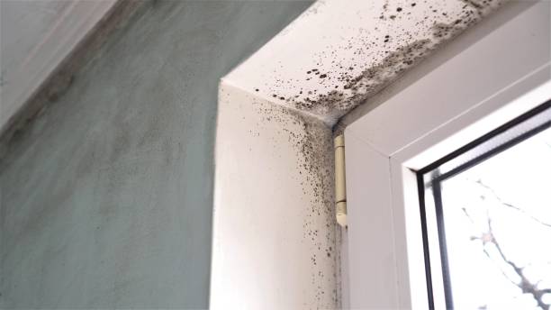 Office Mold Removal Services in Helena, AL