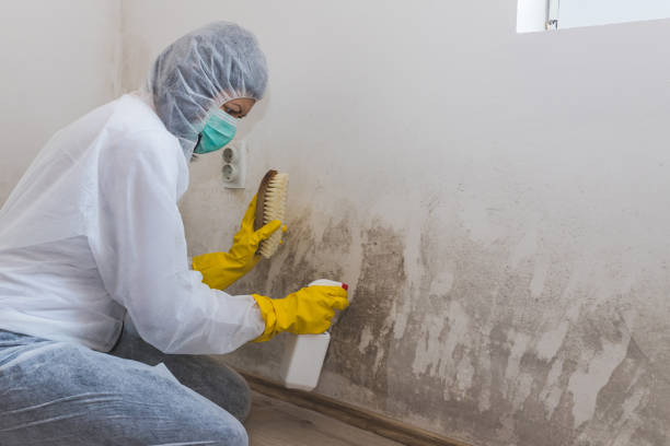 Best Mold Testing and Removal  in Helena, AL