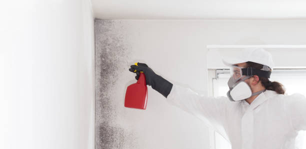 Best Local Mold Removal Service  in Helena, AL