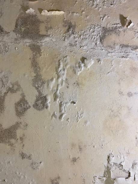 Best Fast Mold Removal  in Helena, AL